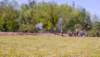 _d_l9323_small.jpg